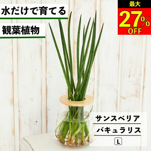 ySi10OFF{ő20N[|z ϗtA k͔| TXxA oLX ňĂ nChJ`[ ygȂ CeA ϗtA S  Ă₷ ͔| A