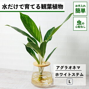 y2_ȏw1,000~OFFz ϗtA k͔| AOIl} zCgXe nChJ`[ ňĂ ygȂ CeA ϗtA  Ă₷ ͔| A ~jϗtA