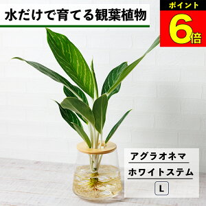 y3Ԍ15OFFz ϗtA k͔| AOIl} zCgXe nChJ`[ ňĂ ygȂ CeA ϗtA  Ă₷ ͔| A ~jϗtA  