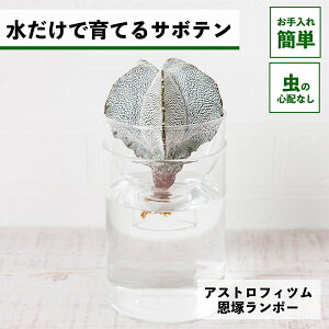 y2_ȏw1,000~OFFz T{e k͔| AXgtBc ˃|[ ňĂ A ygȂ aP |[ |[  CeA S  Ă₷ n