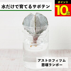 y2ȏw1,000~OFFz T{e k͔| AXgtBc ˃|[ ňĂ A ygȂ aP |[ |[  CeA S  Ă₷ n