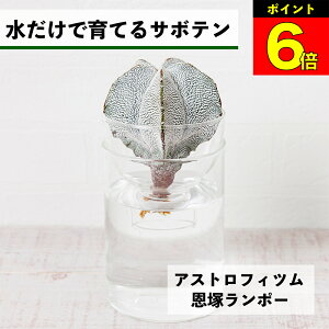 【3日間限定15%OFF】 サボテン 水耕栽培 アストロフィツム 恩塚ランポー 水だけで育てる 多肉植物 土を使わない 鸞鳳 ランポー ランポー玉 恩塚 インテリア 初心者 室内 育てやすい ハイドロ