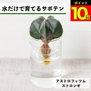 【2つ以上購入で1,000円OFF】 サボテン 水耕栽培 アストロフィツム ストロンギ 水だけで育てる 多肉植物 土を使わない 鸞鳳玉 ランポー ランポー玉 恩塚 インテリア 初心者 室内 育てやすい ハ