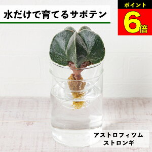 【3日間限定15%OFF】 サボテン 水耕栽培 アストロフィツム ストロンギ 水だけで育てる 多肉植物 土を使わない 鸞鳳玉 ランポー ランポー玉 恩塚 インテリア 初心者 室内 育てやすい ハイドロ
