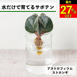 ySi10OFF{ő20N[|z T{e k͔| AXgtBc XgM ňĂ A ygȂ aP |[ |[  CeA S  Ă