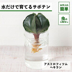 y2_ȏw1,000~OFFz T{e k͔| AXgtBc wL ňĂ A ygȂ aP |[ |[ S  Ă₷ nChJ`[ 