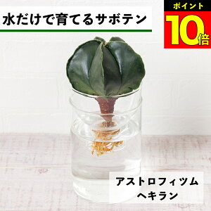 【2つ以上購入で1,000円OFF】 サボテン 水耕栽培 アストロフィツム ヘキラン 水だけで育てる 多肉植物 土を使わない 鸞鳳玉 ランポー ランポー玉 初心者 室内 育てやすい ハイドロカルチャー