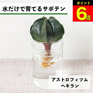 y3Ԍ15OFFz T{e k͔| AXgtBc wL ňĂ A ygȂ aP |[ |[ S  Ă₷ nChJ`[ ͔| 