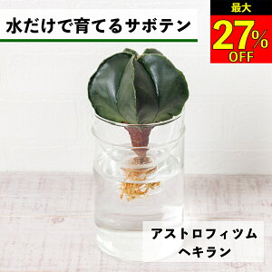 ySi10OFF{ő20N[|z T{e k͔| AXgtBc wL ňĂ A ygȂ aP |[ |[ S  Ă₷ nChJ