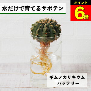 y3Ԍ15OFFz T{e k͔| MmJLE obe[ ňĂ A ygȂ CeA S  Ă₷ nChJ`[ ͔| A  r