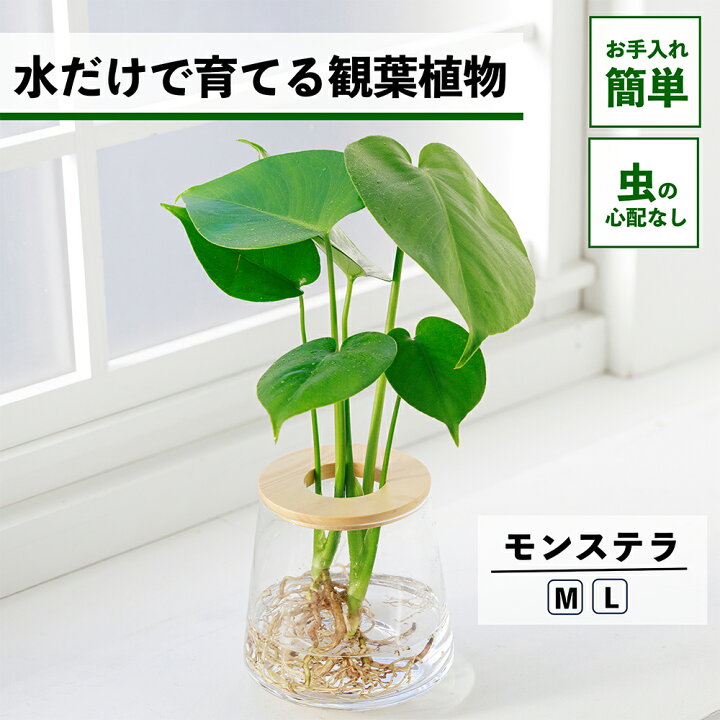 楽天市場】【2点以上購入で1,000円OFF】 観葉植物 水耕栽培 モンステラ 