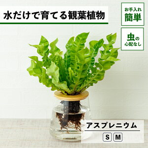 y2_ȏw1,000~OFFz ϗtA AXvjE k͔| nChJ`[ ňĂ ygȂ CeA ϗtA S  Ă₷ ͔| A  rO 