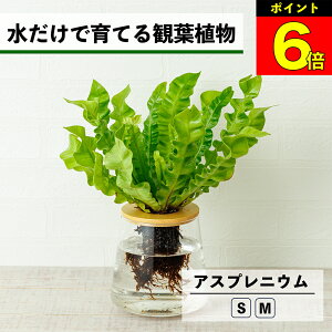 y3Ԍ15OFFz ϗtA AXvjE k͔| nChJ`[ ňĂ ygȂ CeA ϗtA S  Ă₷ ͔| A  rO A 