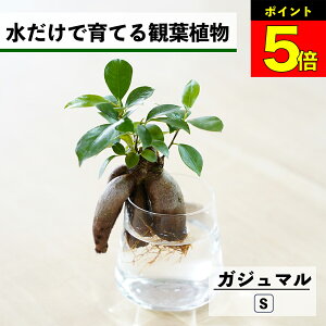 y2Ԍ20OFFz ϗtA k͔| KW} K̖ ňĂ nChJ`[ ygȂ CeA ϗtA S  Ă₷ ͔| A ~j  r