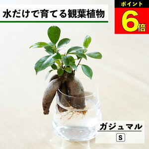 y3Ԍ15OFFz ϗtA k͔| KW} K̖ ňĂ nChJ`[ ygȂ CeA ϗtA S  Ă₷ ͔| A ~j  r