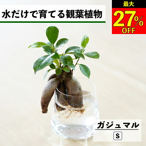 ySi10OFF{ő20N[|z ϗtA k͔| KW} K̖ ňĂ nChJ`[ ygȂ CeA ϗtA S  Ă₷ ͔| A ~j