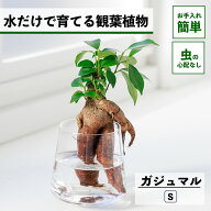 【2点以上購入で1,000円OFF】 観葉植物 水耕栽培 ガジュマル 多幸の木 水だけで育てる ハイドロカルチャ…