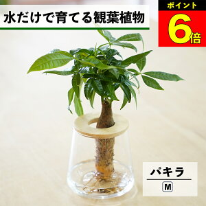 【3日間限定15%OFF】 観葉植物 水耕栽培 パキラ ハイドロカルチャー 水だけで育てる 土を使わない インテリア 観葉植物 初心者 室内 育てやすい 水栽培 植物 ミニ観葉植物 卓上 リビング 日