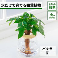 【2点以上購入で1,000円OFF】 観葉植物 水耕栽培 パキラ ハイドロカルチャー 水だけで育てる 土を使わな…