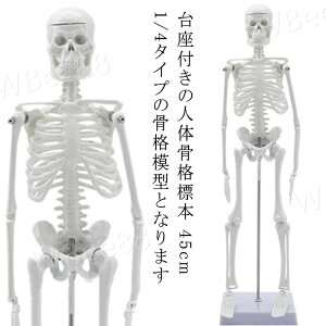 l̖͌^ 45cm l̍i͌^ iW{ ғ  X^h  45cm 1/4 f  i ͌^ [ tBMA Sgi͌^ l̖͌^ zCg t