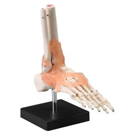 人体模型シリーズ　足関節模型