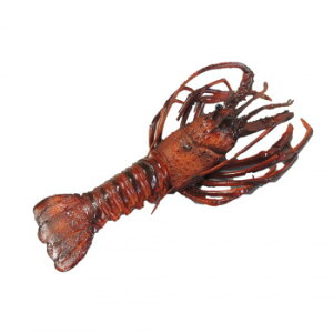 {El HiTv ɐCV() IP-381