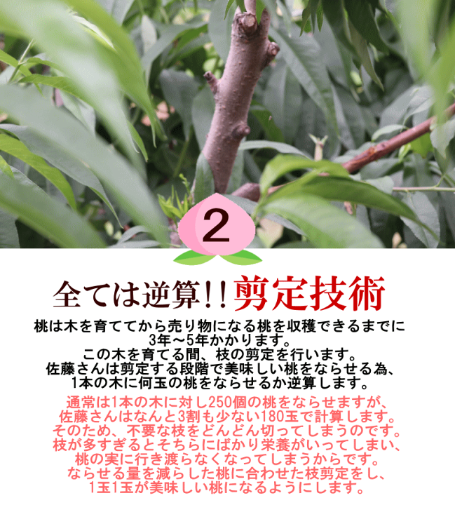 楽天市場】【発送中】冷蔵送料無料 福島 桃 2kg 5玉～9玉 完熟