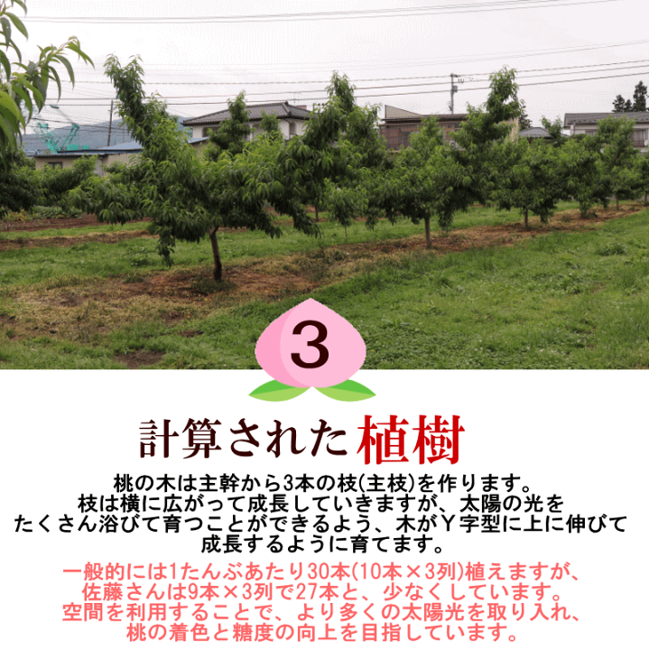 ももはるママ❗️詰め合せ　4/22（金）発送クール便送料込❗️ 楽天市場】【発送中】冷蔵送料無料 福島 桃 2kg 5玉～9玉 完熟