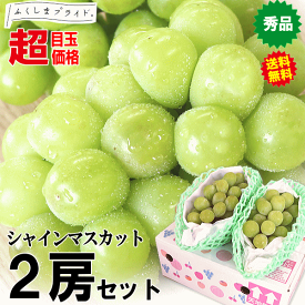 SS限定★200円引きクーポン【超目玉価格】福島 種なし シャインマスカット 2房セット【送料無料】蔵出し 氷温貯蔵♪種無し 皮ごと 食べられる 【合計800g以上 秀品】【果物 プレゼント ギフト 贈答用 熨斗】山梨・長野に負けない 甘い ブドウ3980円