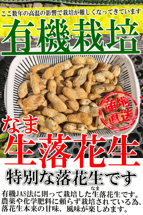 tori 乾燥おおまさり 10キロ 2025年 予約 生落花生 落花生 10kg 5kg 2個 生 おおまさり 郷の