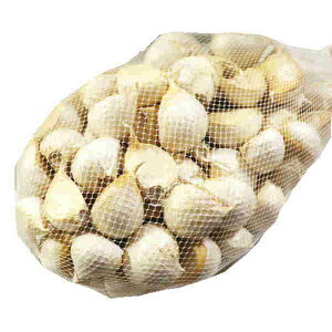 ň ɂɂ X 󂠂 oy250g300g400g500gzyzPA XYɂɂ  yɂɂ nzCgZ Yy󂠂 ɂɂzyjjN ozY