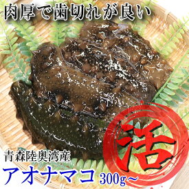 翌日発送【食べて応援価格】更にクーポン110円引き！青森陸奥湾 活なまこ 300g/500g/1kg【送料無料】最安挑戦！青なまこ 活きたまま直送！海参 ハイシェン【なまこ 300g 500g 1kg】【このわた(腸)も！】【なまこ酢 ナマコ あおなまこ アオナマコ 冷蔵】2880円～