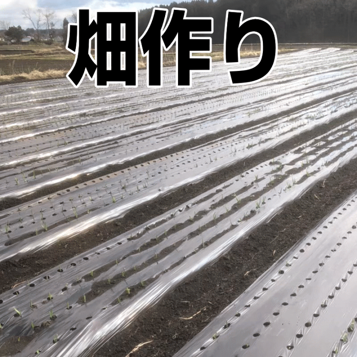 楽天市場】最大1000円引き！新物☆最安挑戦 にんにく 青森 訳