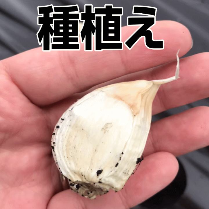 楽天市場】【クーポン最大1000円引き!!】即日発送!!にんにく 楽天市場】【クーポン最大1000円引き!!】即日発送!!にんにく