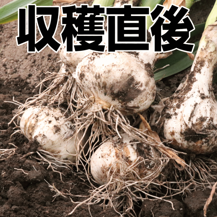 楽天市場】【クーポン最大1000円引き!!】即日発送!!にんにく 楽天市場】【クーポン最大1000円引き!!】即日発送!!にんにく