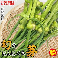 初売り記念クーポン299円引き【予約】青森県産 幻のにんにくの芽 500g 1kg 青森『厳選』幻のにんにくの芽…