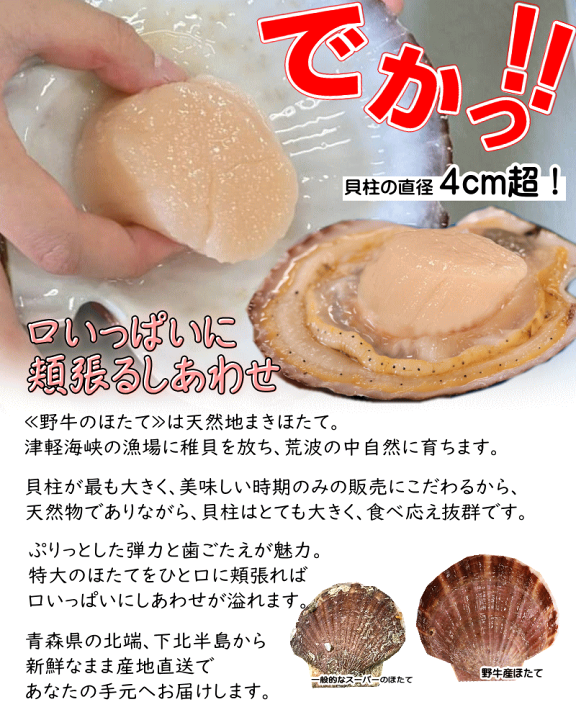 楽天市場】【8/8(金)終了】青森 野牛産 活ほたて 殻付き 選べる