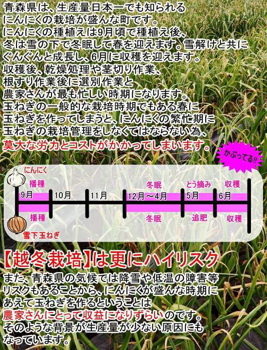 楽天市場 1000円ポッキリ 青森県産 雪下玉ねぎ 5キロ 大きさおまかせ ご家庭用5kg糖度9 の冬越したまねぎ あす楽 他にはない 青森生まれの越冬栽培 玉ねぎ 玉葱 タマネギ 5kg 大小混合 青森期待の新人商店