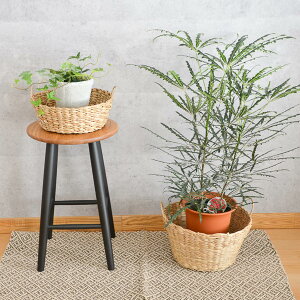 XgbNoXPbg /TCY RbN  ی^ t y ҂ VRf ^C