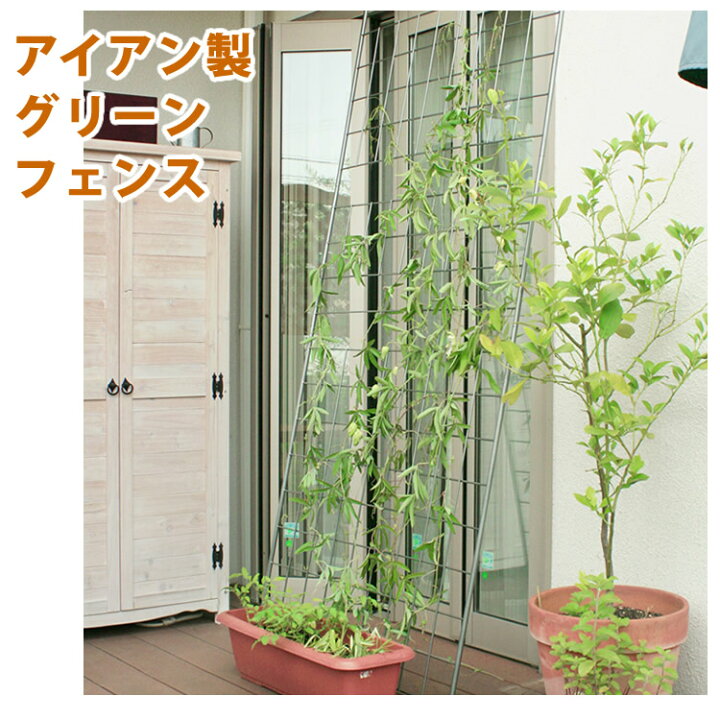 楽天市場 アイアン製アイビーフェンス フェンス アイアン グリーンカーテン ゴーヤ 薔薇 バラ 朝顔 庭 ベランダ ガーデニング 枠 柵 仕切り 目隠し 境目 アンティーク トレリス 園芸 ラティス さんじょうインテリア