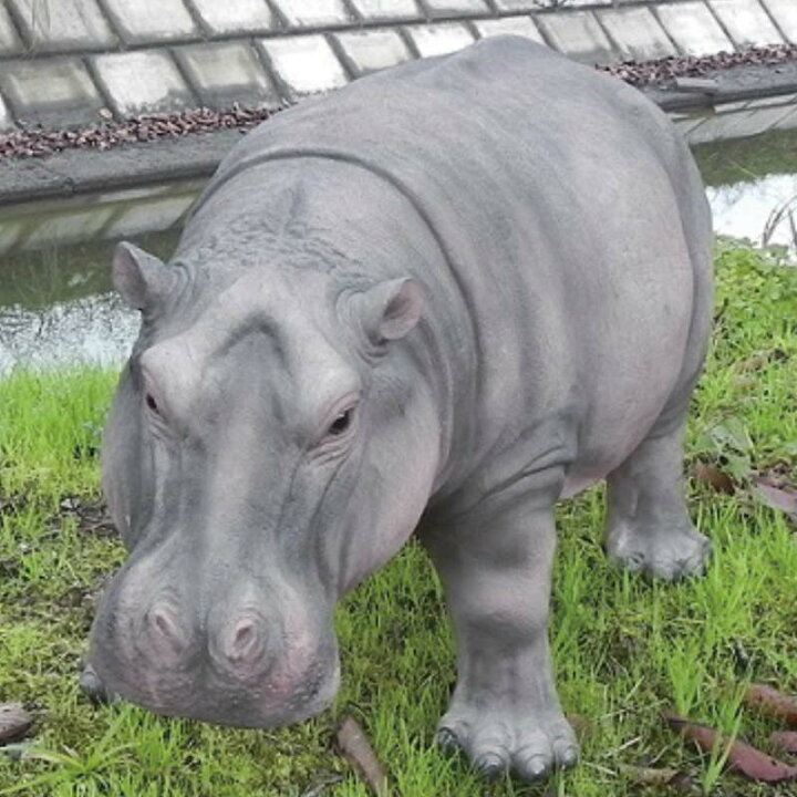 楽天市場 かばの置物 ９５６９ｈ 動物 置物 玄関 オブジェ ガーデン オーナメント ガーデニング ガーデンオブジェ アニマル リアル 庭 インテリア ジャングル わくわくガーデン