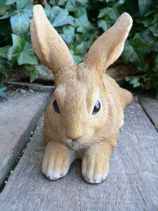 ̒u ETM bNXrbgHA N11959 e I[ig K[f IuWF u