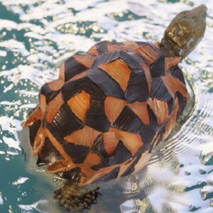 ߂̒u NK 31376HH  J ^[g  u  IuWF K[f I[ig K[fjO K[fIuWF Aj} A  AfXvB 