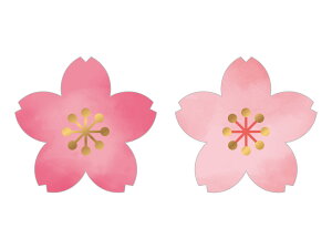 ★★単品購入で送料無料★★シール 桜