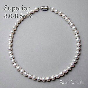 yWEBzsSuperiort^ lbNX 8.0-8.5mm p[lbNX  w Ǝ  