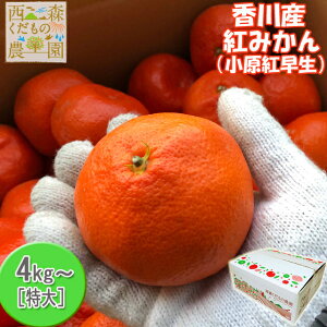_\E12^yz^Y g݂TCY4kgE8kg iW[XEWȂǒp(^^)@g B݂ ~Jj