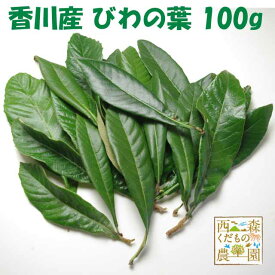 ＼早期発送／【送料無料】香川産　びわの葉 100g（1袋 生葉15-25枚）♪［国産 無農薬］（枇杷葉・びわ生葉）温灸・湿布・びわエキス・びわ療法