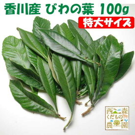 ＼自然療法・びわの葉療法に／早期発送【送料無料】香川産 びわの葉《特選特大》100g（1袋 生葉 約10枚）♪［国産 無農薬］（びわのは 枇杷葉 びわ生葉）温灸 湿布 びわエキス
