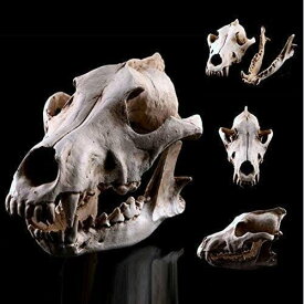 DeepGreenForest 骨 標本 模型 骨格 頭蓋骨 狼 ドクロ 骸骨 スカル 髑髏 動物 オブジェ 置物 レプリカ インテリア