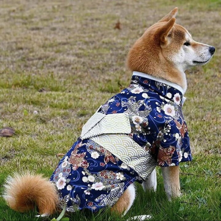 楽天市場】犬服 鯉 和柄 犬用 猫用 着物 和服 祭り 正月 ドッグウェア 